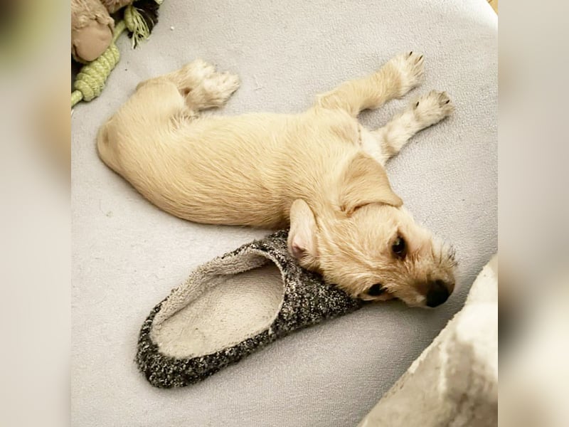 Chip 275959: Hundekind sucht ein Zuhause