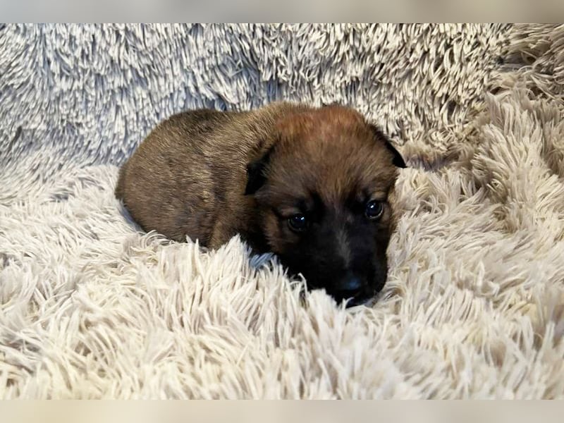 Snickers sucht ein Zuhause