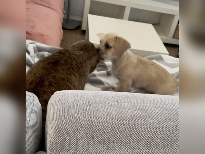 Chip 275959: Hundekind sucht ein Zuhause