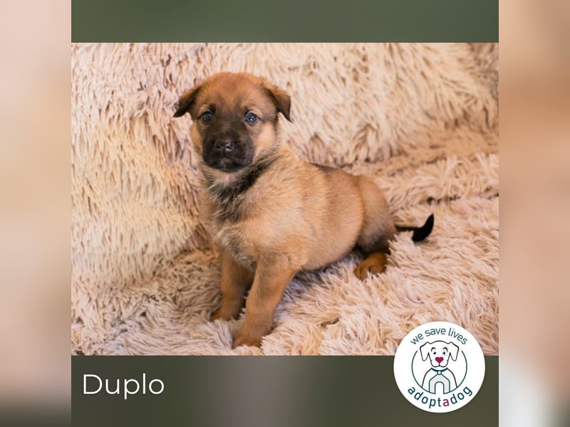 Duplo sucht ein Zuhause
