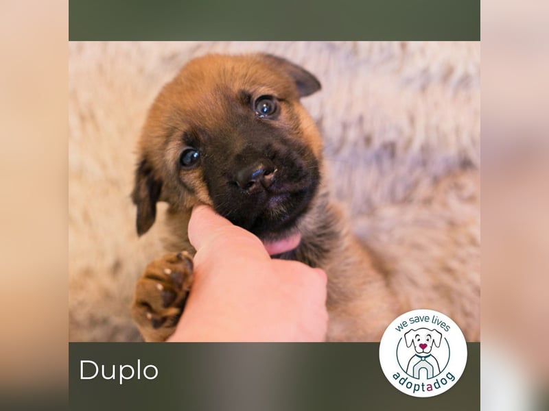 Duplo sucht ein Zuhause