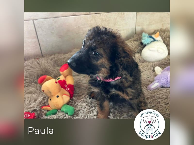 Paula sucht ein Zuhause