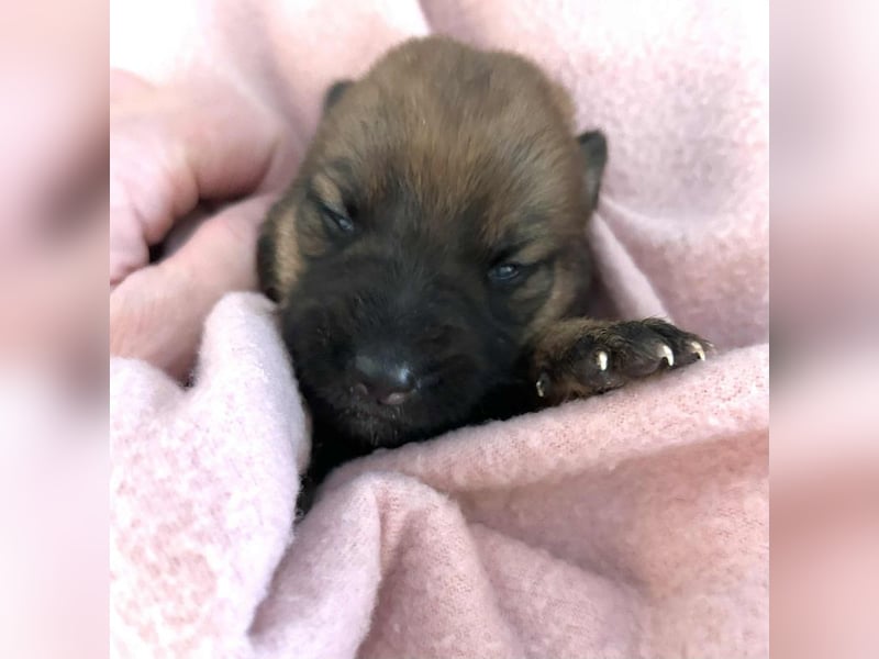 Duplo sucht ein Zuhause