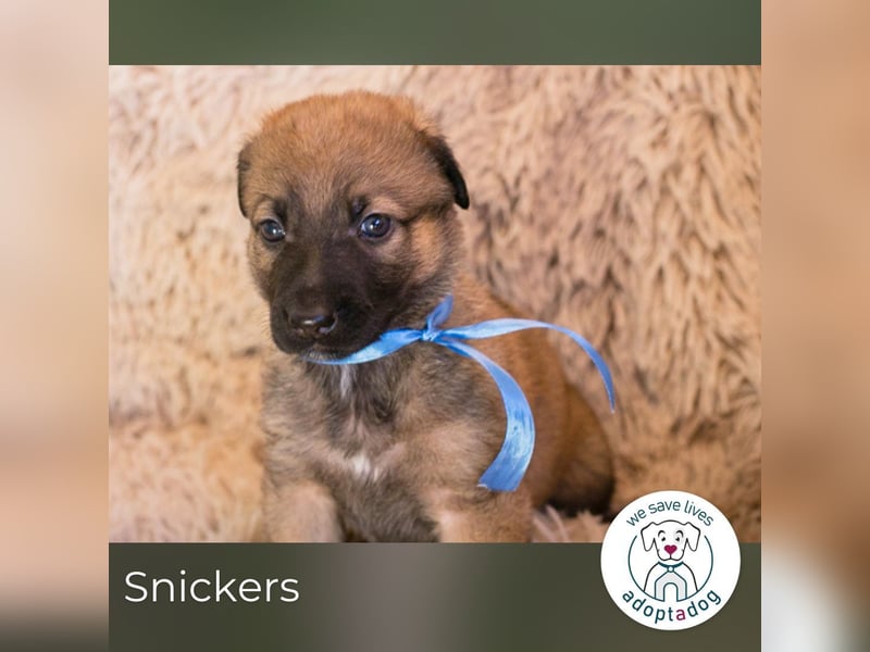 Snickers sucht ein Zuhause