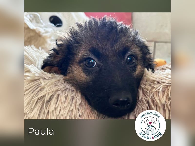 Paula sucht ein Zuhause