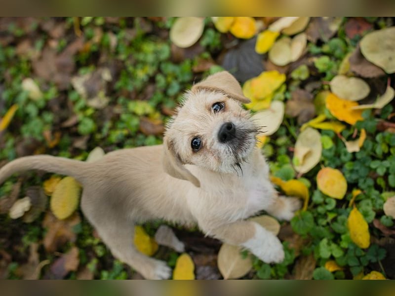 Chip 275959: Hundekind sucht ein Zuhause