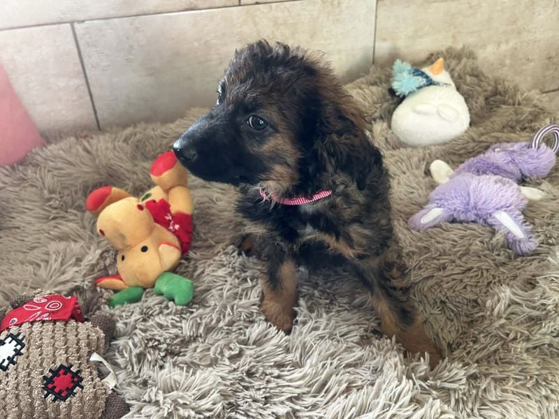 Paula sucht ein Zuhause