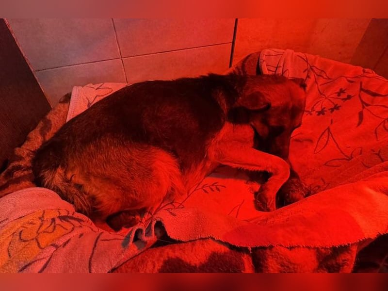 Snickers sucht ein Zuhause