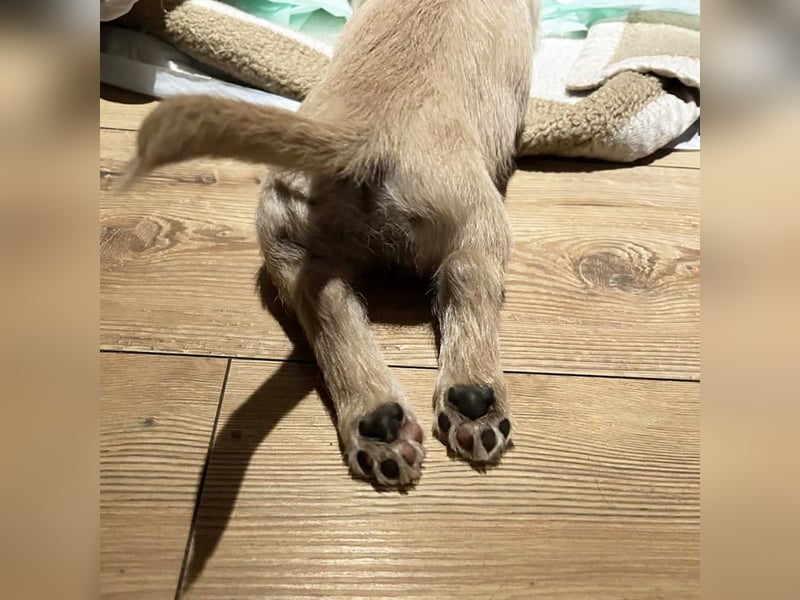 Chip 275959: Hundekind sucht ein Zuhause