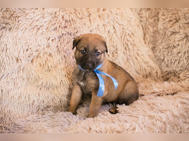 Snickers sucht ein Zuhause