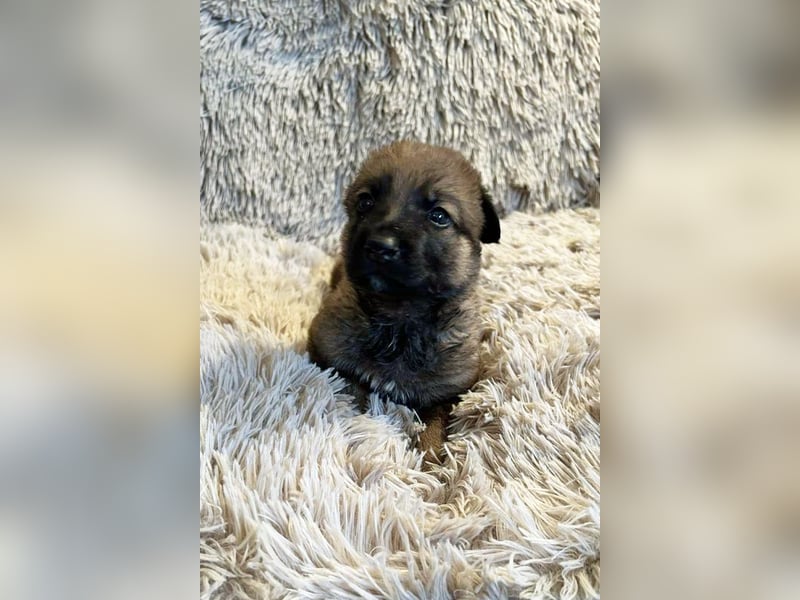 Snickers sucht ein Zuhause