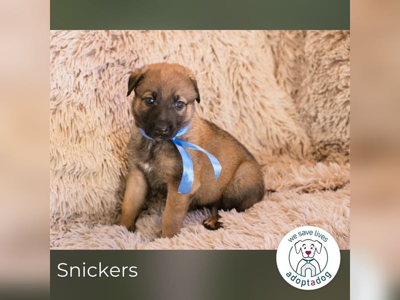 Snickers sucht ein Zuhause