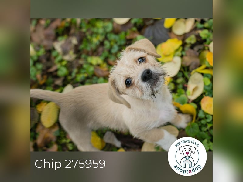 Chip 275959: Hundekind sucht ein Zuhause