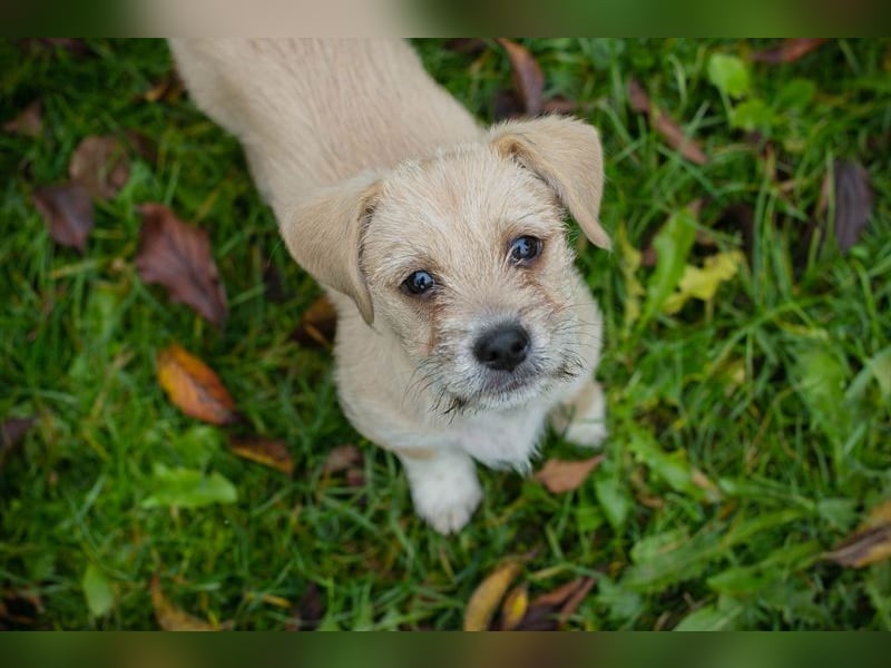 Chip 275959: Hundekind sucht ein Zuhause