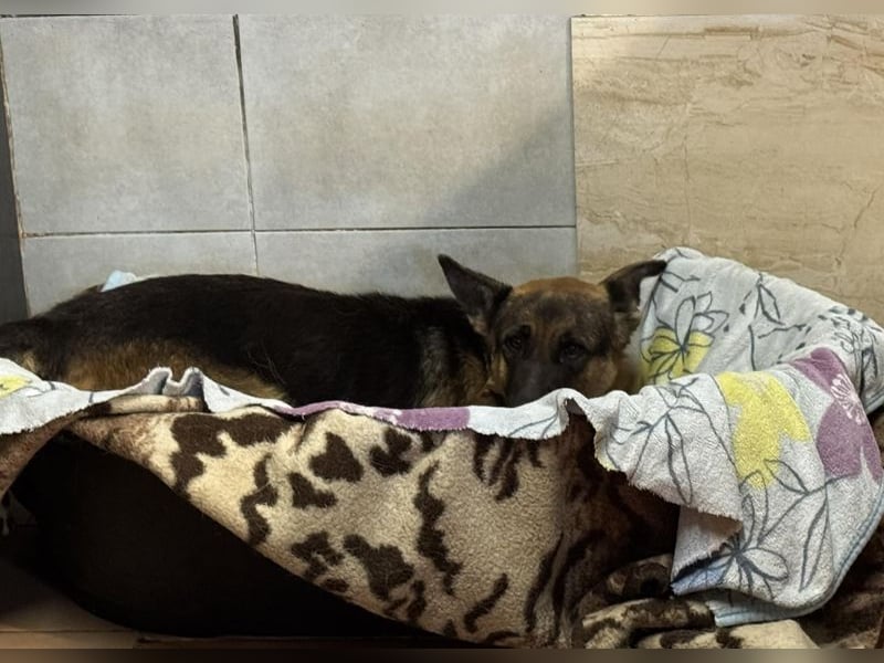 Snickers sucht ein Zuhause