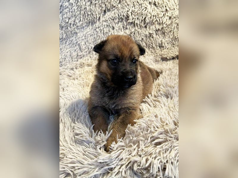 Duplo sucht ein Zuhause