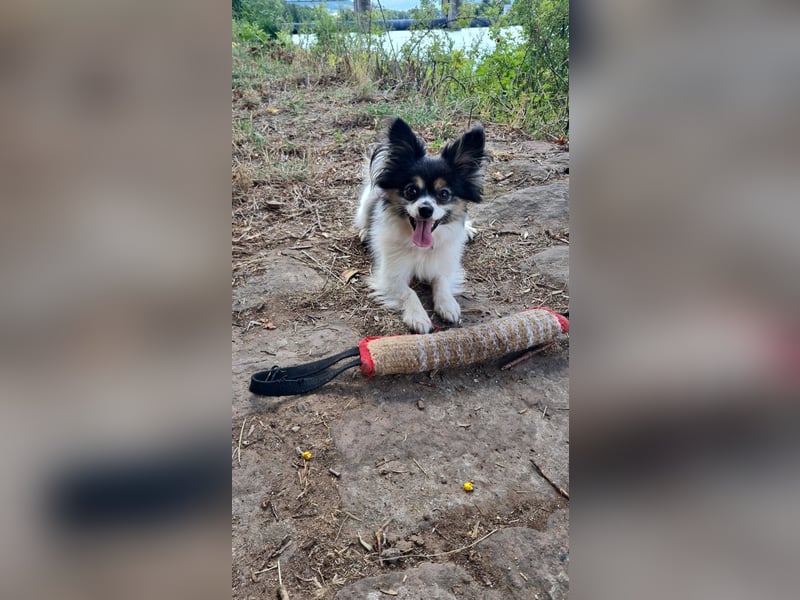 Kastriert, 4 Jahre, sozial, lieb