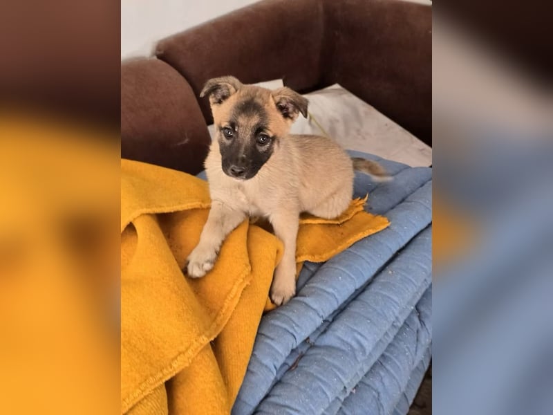 Lira- sucht ihre eigene kleine Familie für immer!