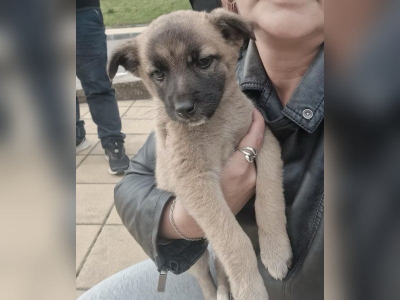 Lira- sucht ihre eigene kleine Familie für immer!