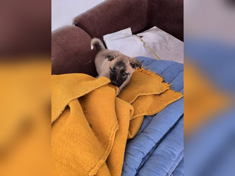 Lira- sucht ihre eigene kleine Familie für immer!