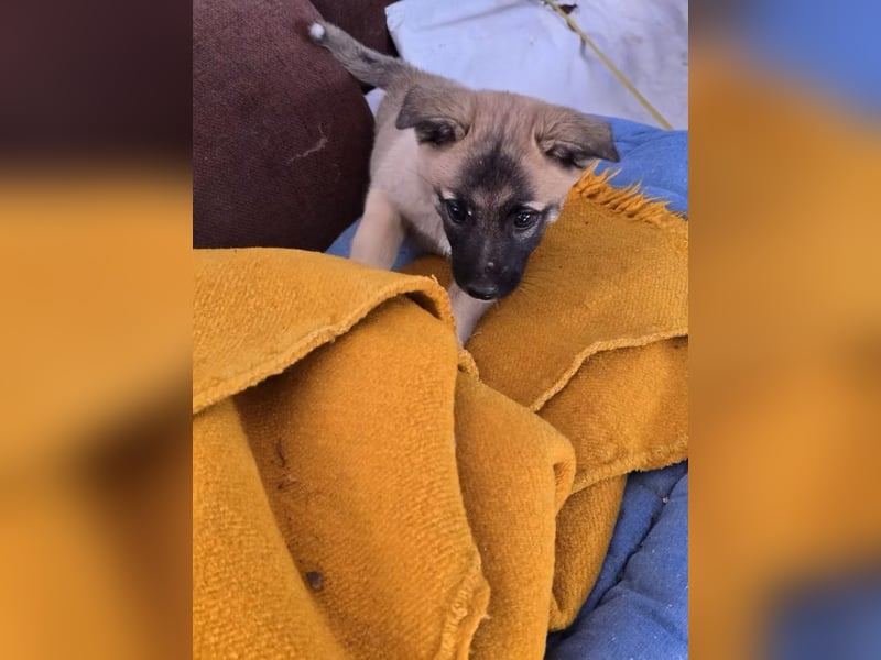 Lira- sucht ihre eigene kleine Familie für immer!