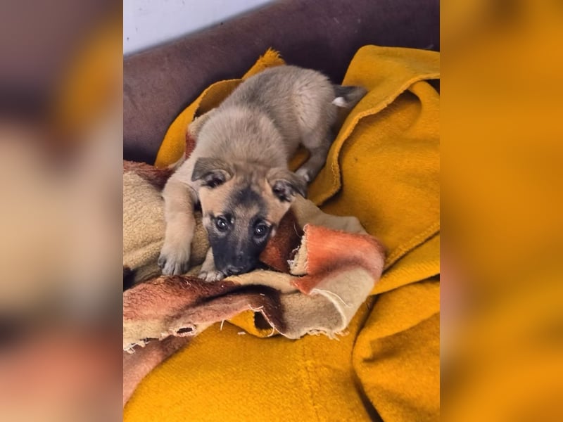 Lira- sucht ihre eigene kleine Familie für immer!