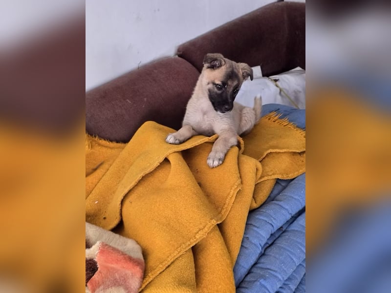 Lira- sucht ihre eigene kleine Familie für immer!