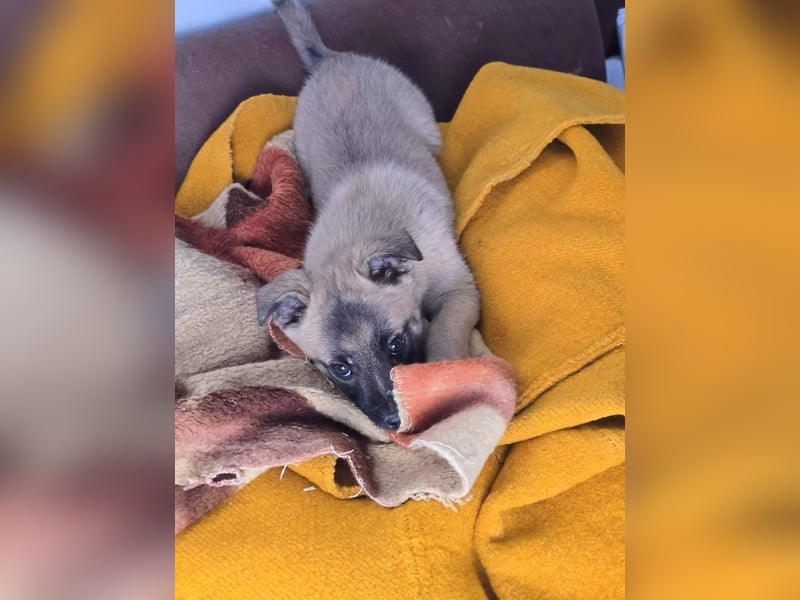 Lira- sucht ihre eigene kleine Familie für immer!