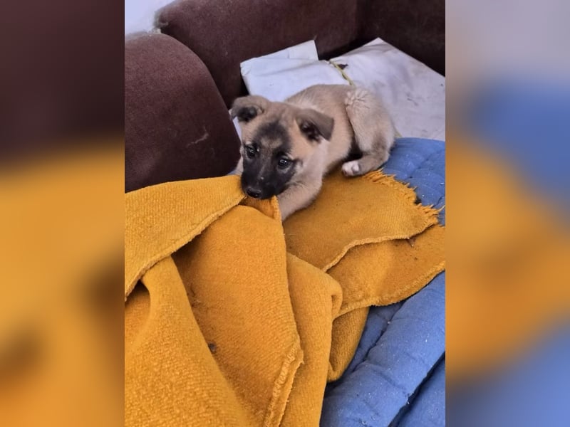 Lira- sucht ihre eigene kleine Familie für immer!