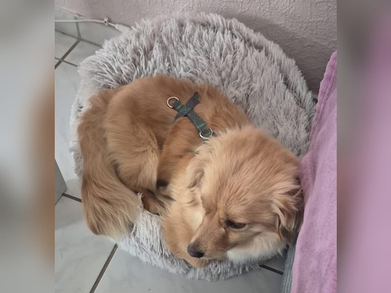 Loki sucht sein Zuhause