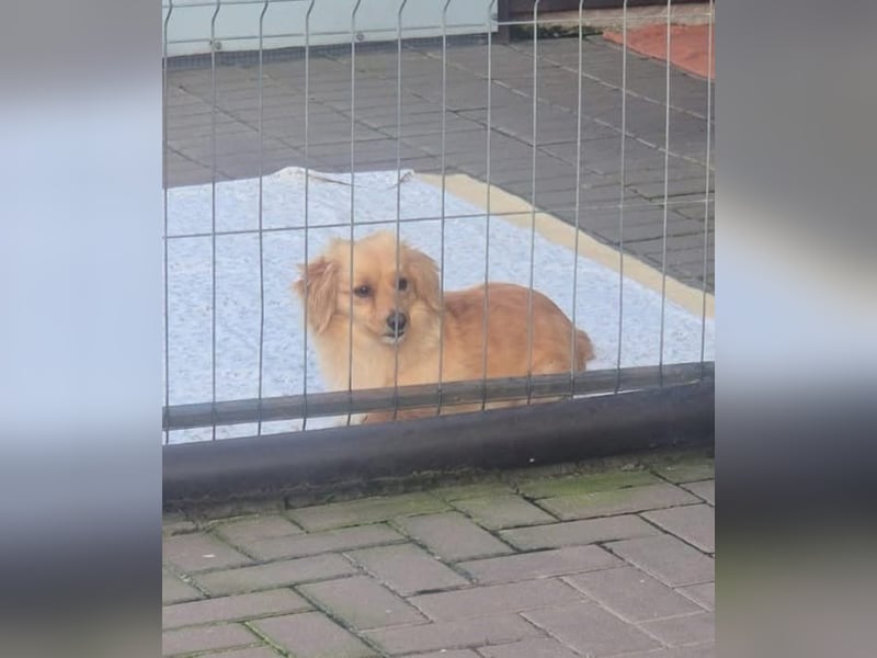 Loki sucht sein Zuhause