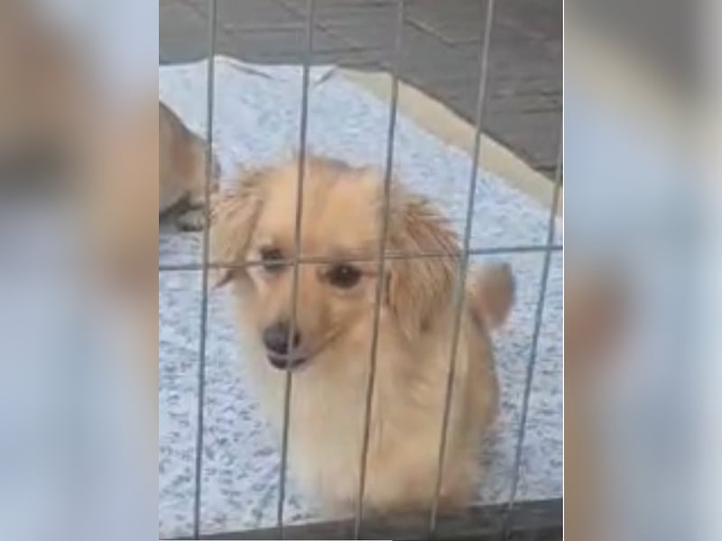 Loki sucht sein Zuhause