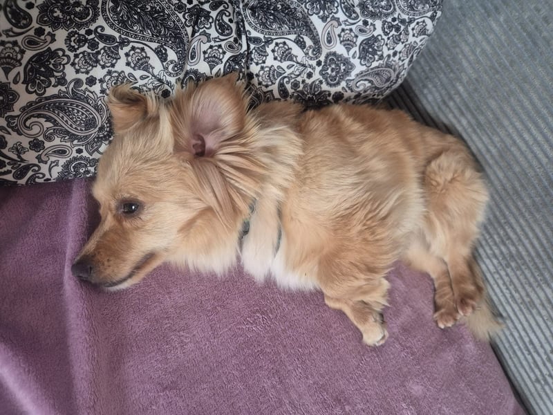 Loki sucht sein Zuhause