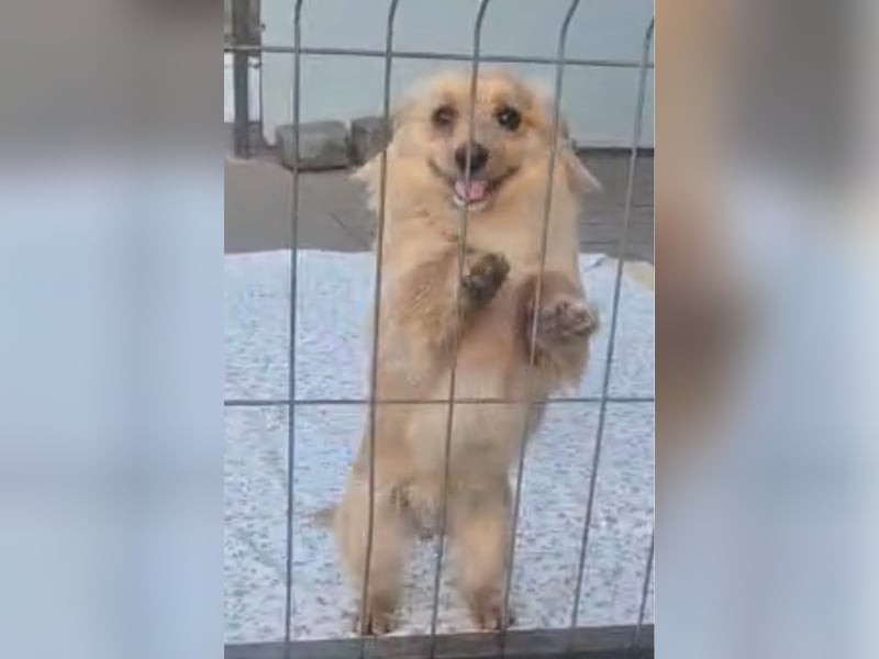 Loki sucht sein Zuhause