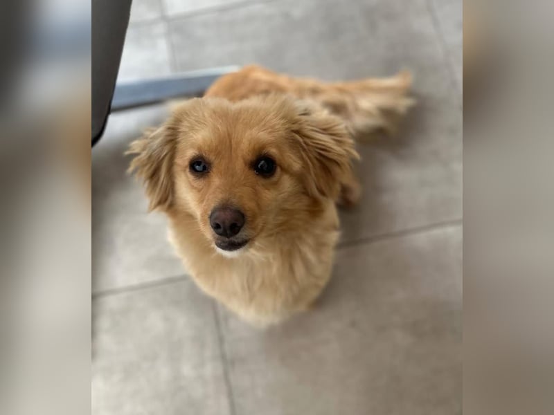 Loki sucht sein Zuhause