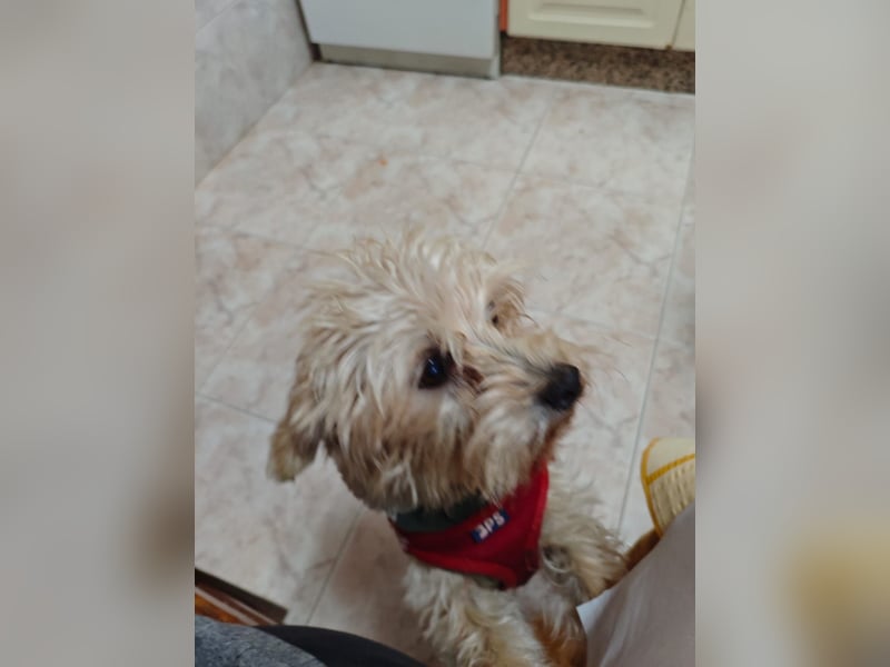 FUFU - kleiner Kämpfer mit Riesenherz