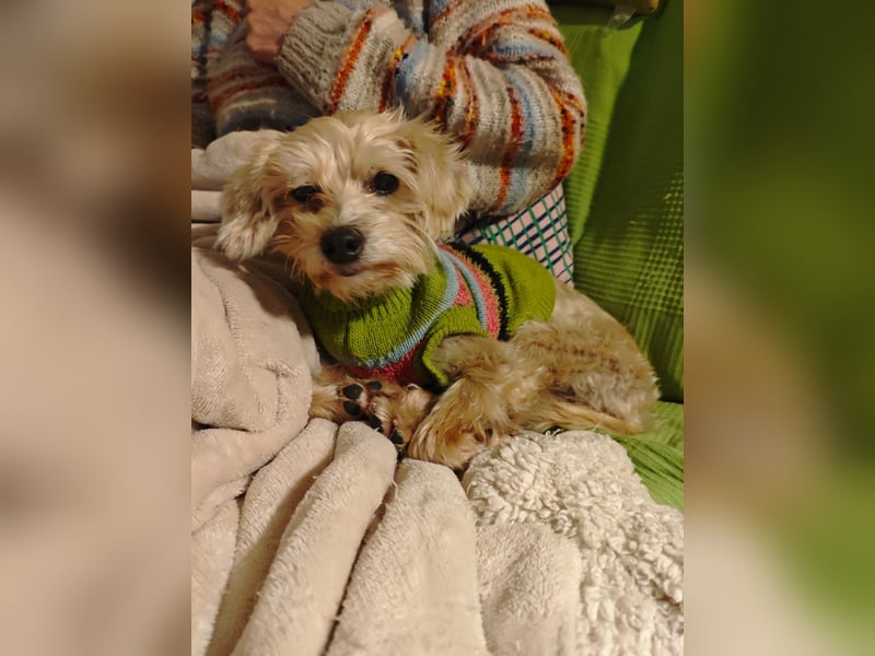 FUFU - kleiner Kämpfer mit Riesenherz