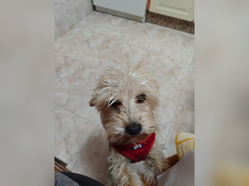 FUFU - kleiner Kämpfer mit Riesenherz