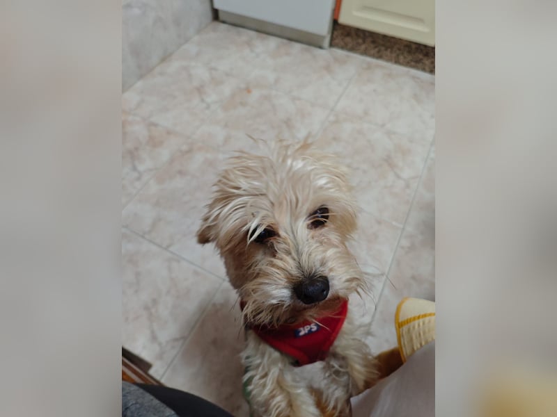 FUFU - kleiner Kämpfer mit Riesenherz