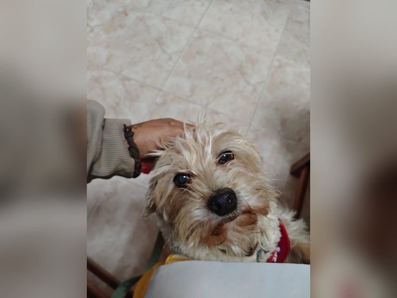 FUFU - kleiner Kämpfer mit Riesenherz