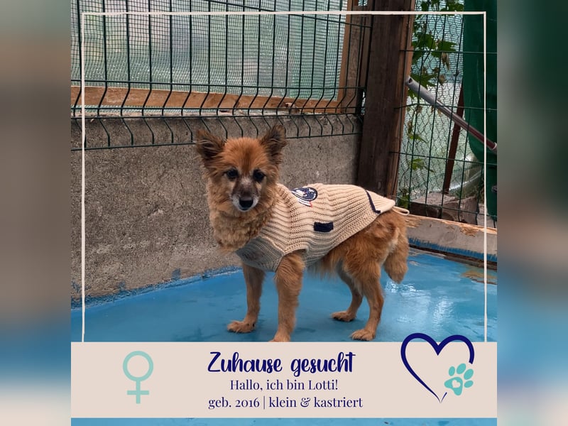 Lotti - die Hundeoma sucht Wärme, Liebe und Geborgenheit