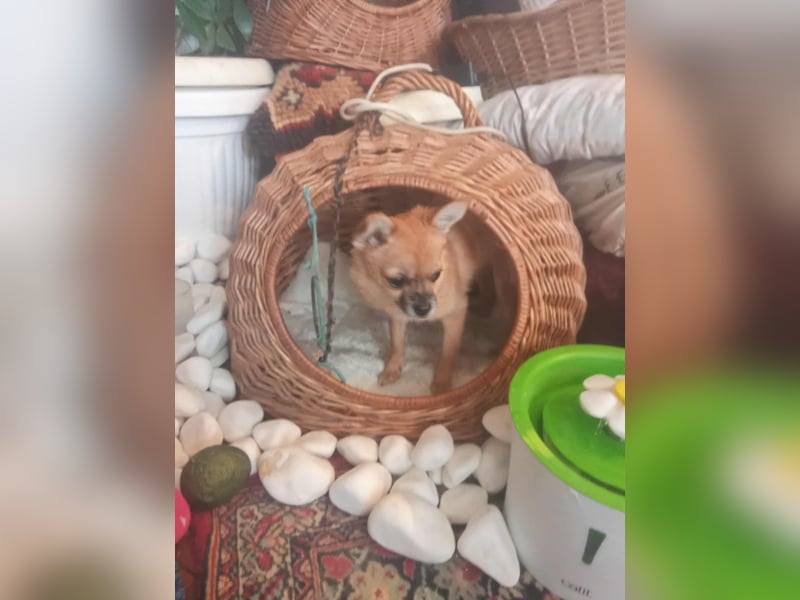 Papatja - kleine Maus sucht ihr Körbchen