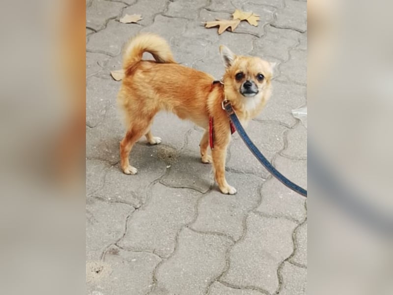 Papatja - kleine Maus sucht ihr Körbchen