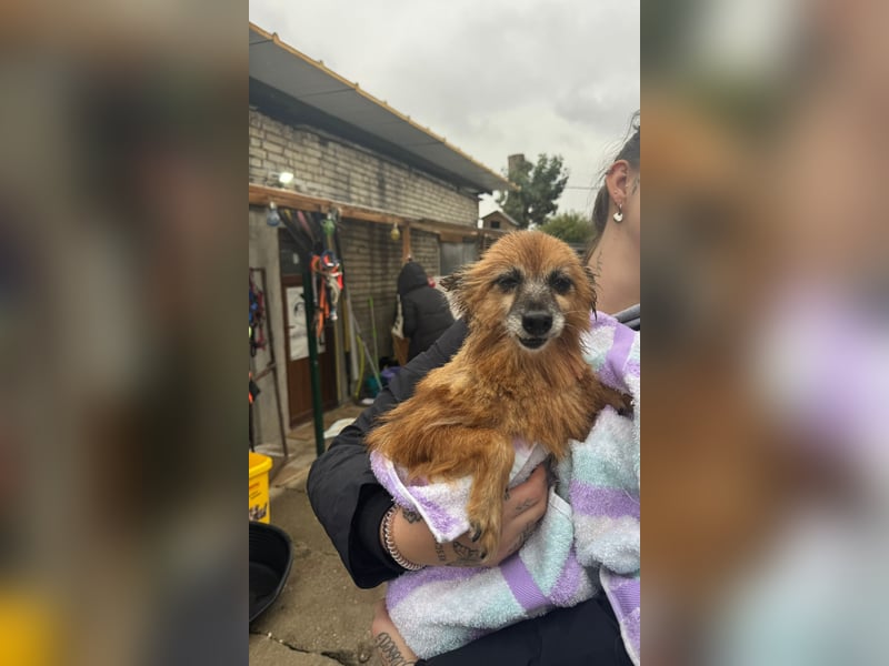 Lotti - die Hundeoma sucht Wärme, Liebe und Geborgenheit