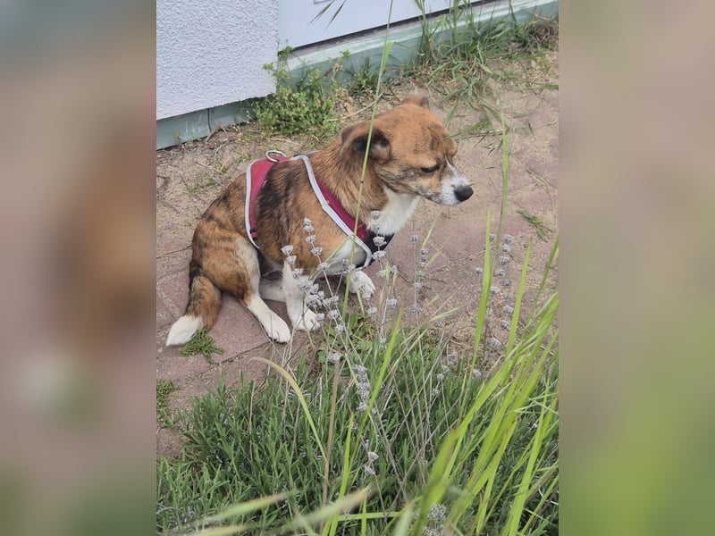 Unser kleiner Tiger sucht ein warmes Körbchen