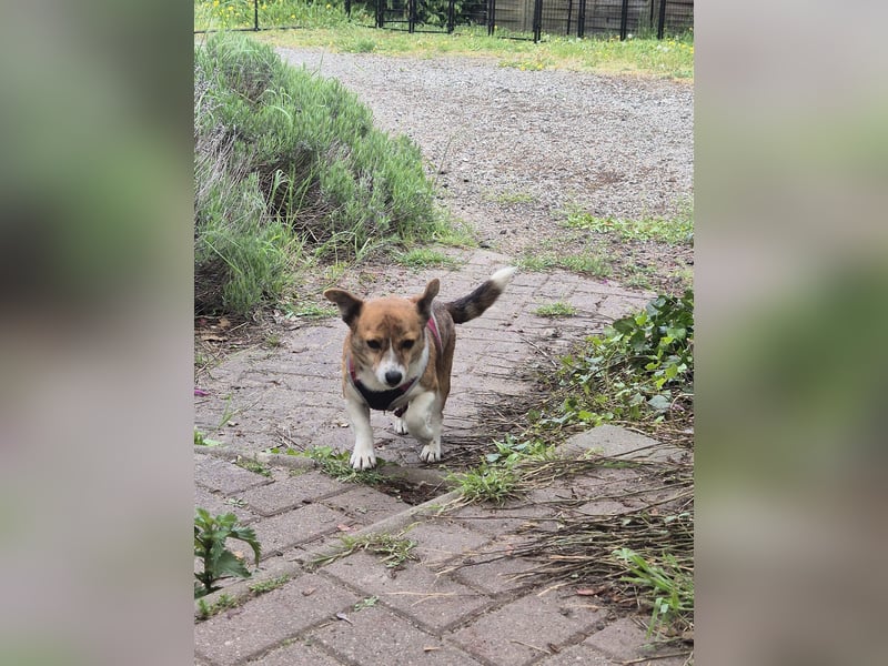 Unser kleiner Tiger sucht ein warmes Körbchen