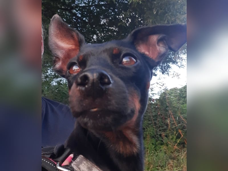 Kleiner Deckrüde für unsere zuckersüße Zelda gesucht