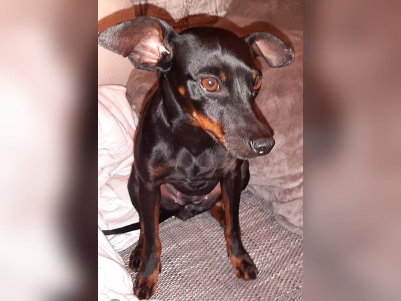 Kleiner Deckrüde für unsere zuckersüße Zelda gesucht