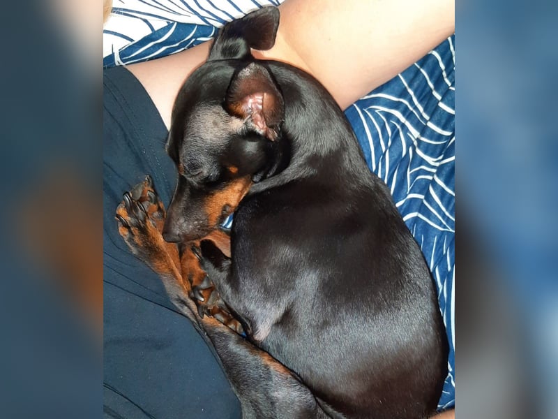 Kleiner Deckrüde für unsere zuckersüße Zelda gesucht