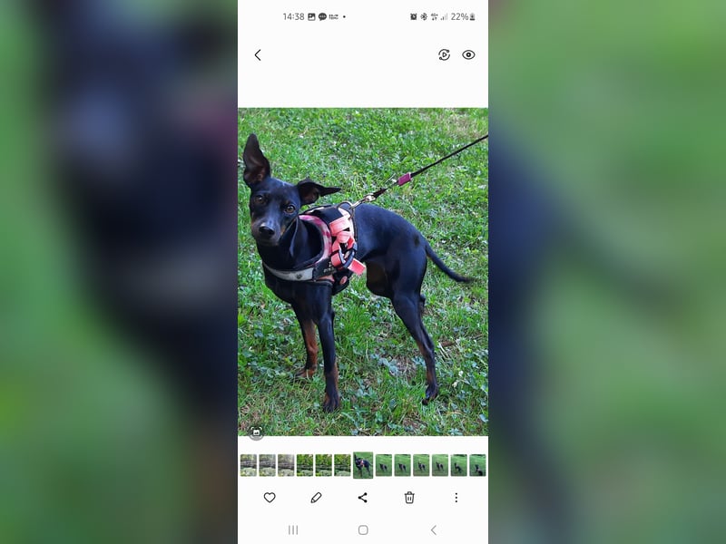 Kleiner Deckrüde für unsere zuckersüße Zelda gesucht